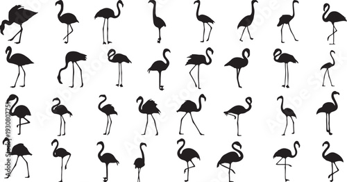 flamingo, silhouette, bird, wildlife, tropical, exotic, pink flamingo, wading bird, standing, walking, flying, feeding, graceful, elegant, slender, long legs, long neck, avian, bird collection, flamin