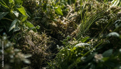 Plants Grow Close to the Ground Under Sunlight in a Garden During the Afternoon