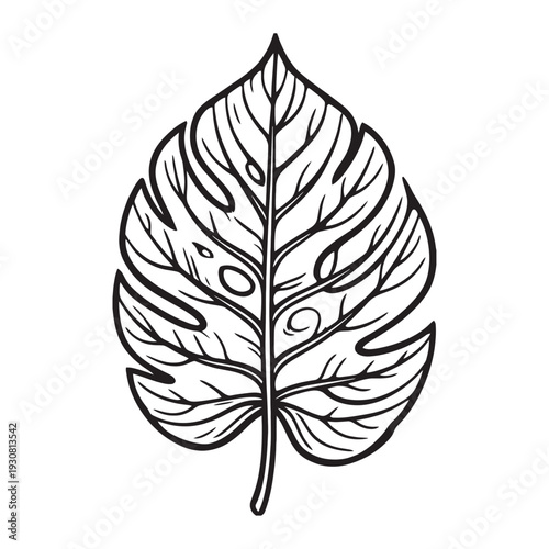 Tropical leaf drawing for coloring book or tattoo design. Hand-drawn botanical outline of a Swiss cheese plant leaf. Stylized Monstera  deliciosa leaf sketch with intricate details.