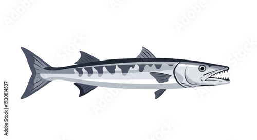Illustration of a predatory barracuda fish with sharp teeth and distinct markings, showcasing its marine existence