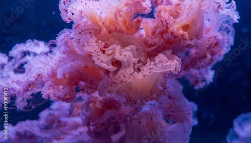 Colorful Jellyfish Swimming in Aquarium Water With Purple and Pink Hues