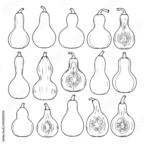 Assorted Gourd Variety Shapes and Cross-Sections Line Drawing