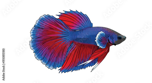 Vibrant Siamese Fighting Fish with Flowing Fins and Rich Red and Blue Hues