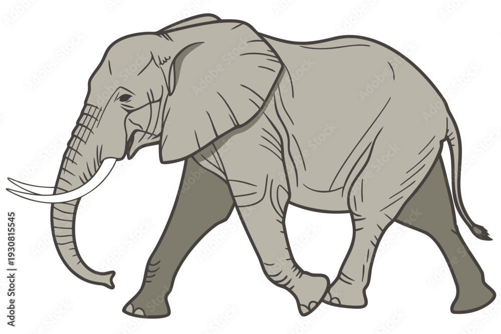 Fototapeta premium elephant isolated on white