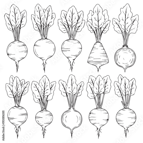Collection of Beetroot Illustrations with Leaves Various Shapes and Styles Hand-Drawn Sketch