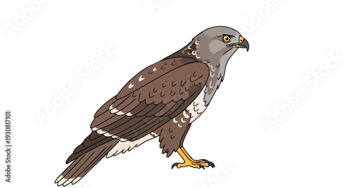 Illustrated Bird of Prey with Detailed Feathers and Sharp Beak on White Background
