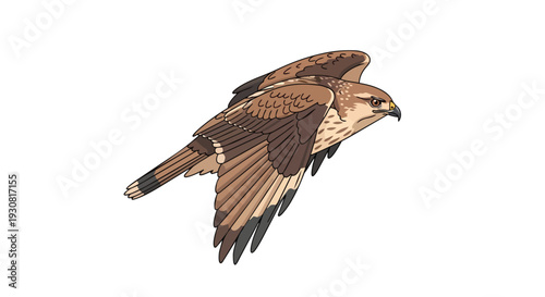 Majestic raptor in mid-flight showcasing its impressive wingspan and keen predatory gaze against a clean backdrop