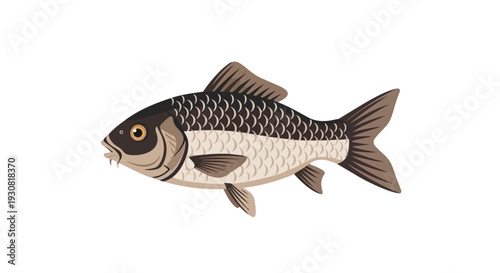 Stylized illustration of a freshwater carp swimming gracefully against a crisp white backdrop