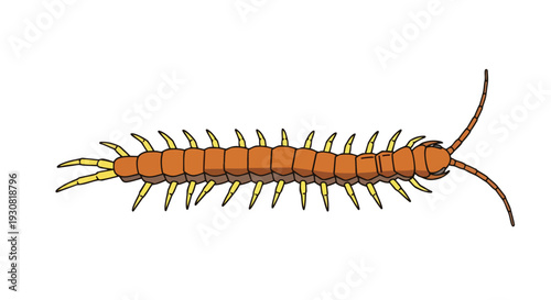 Vibrant Cartoon Illustration of a Detailed Orange Centipede With Numerous Legs and Antennae on a White Background