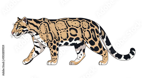 Elegant Clouded Leopard Illustration Showcasing Distinctive Spotted Coat and Graceful Stance