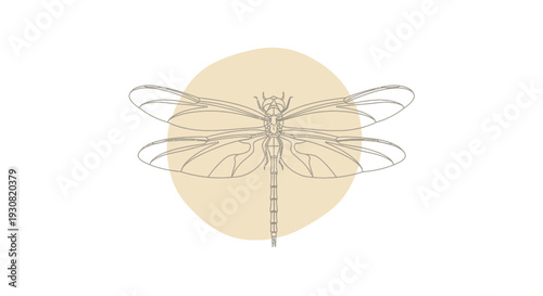 Delicate Dragonfly Illustration with Intricate Details.