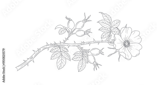 Rose Branch with Flowers and Thorns.