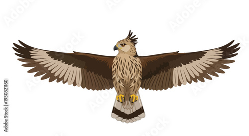 Majestic Raptor with Wings Spread Wide in Flight, A Powerful Bird of Prey Displaying Its Impressive Wingspan and Fierce Gaze in Detailed Illustration