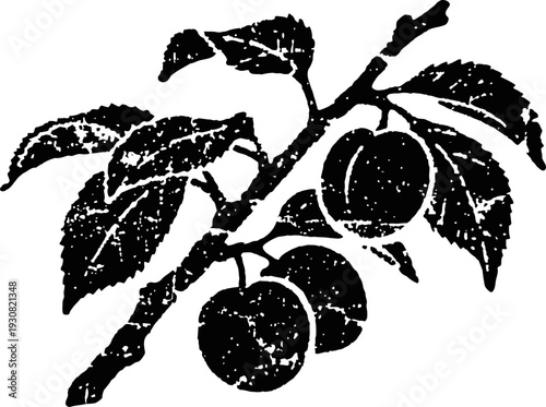 Black and white illustration of fruiting branch with apricots and leaves vintage botanical design