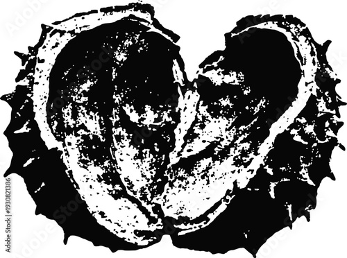 black and white illustration of spiny horse chestnut seed split open showing inner structure