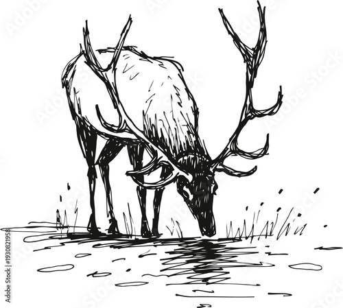 Hand drawn elk with large antlers drinking water from a pond in natural wildlife scene