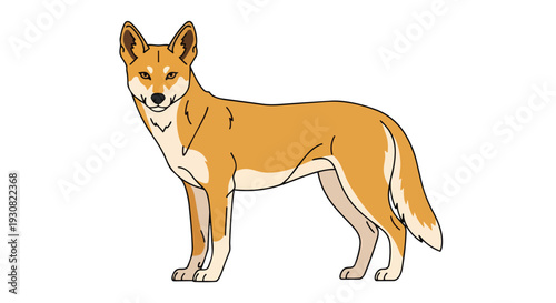 A stylized illustration of a wild canine with keen eyes and a poised stance, showcasing its distinctive coloration against a plain background