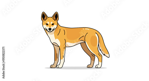A stylized illustration of a wild dingo standing alertly against a plain white background, showcasing its distinctive tan coat and pointed ears.