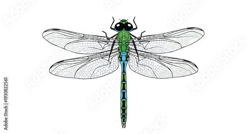 Detailed illustration of a vibrant green and blue dragonfly with translucent intricate wings against a clean white backdrop, showcasing its delicate