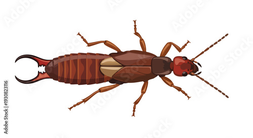 Detailed Top-Down Illustration of a Single Brown Earwig Insect with Prominent Cerci and Antennae on a White Background