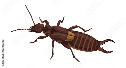 Detailed Illustration of an Earwig Insect with Prominent Cerci and Antennae on a Clean White Background