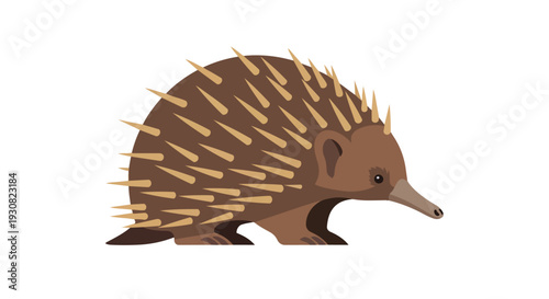 A detailed illustration of a spiky echidna, a unique Australian marsupial, presented in a clean, graphic style on a white background.