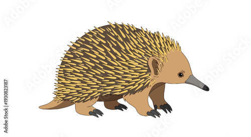 Stylized illustration of a single echidna with spiky fur and a long snout isolated on a white background