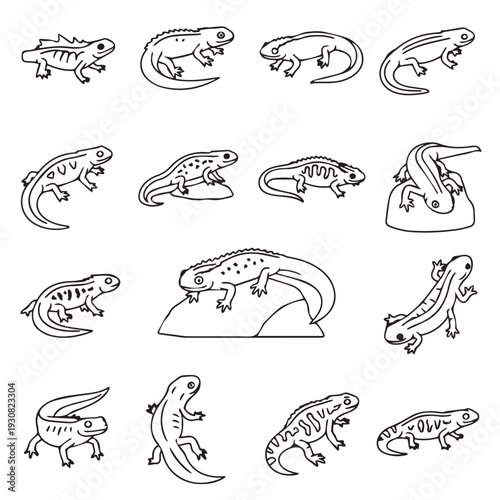 Collection of Newt Illustrations in Various Poses Line Art