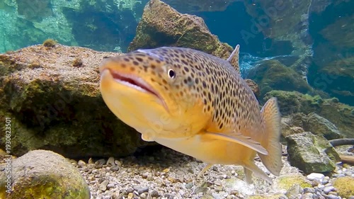 Eine männliche Bachforelle, ein sogenannter Milchner,  schwimmt im glasklaren Wasser der Isar am Laichplatz und wartet auf weibliche Forellen zur Eiablage