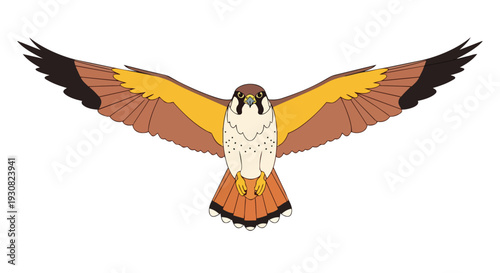 Elegant falcon soaring with wings spread wide against a clean white background, capturing its dynamic aerial grace and striking plumage in sharp