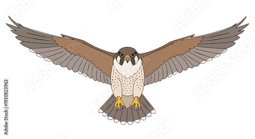Majestic Peregrine Falcon in Full Flight with Wings Spread Wide Captivating Aerial Predator Showcase