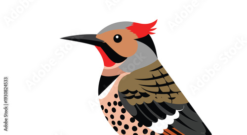 Close-up illustrative portrait of a northern flicker woodpecker with striking red crest and intricate patterned plumage against a clean white