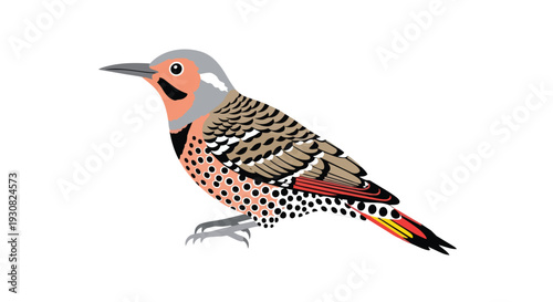 Stylized northern flicker bird illustration with intricate feather patterns and vibrant plumage against a clean white background