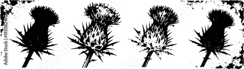 Illustrated black thistle flowers in vintage grunge with distressed texture and rough edges