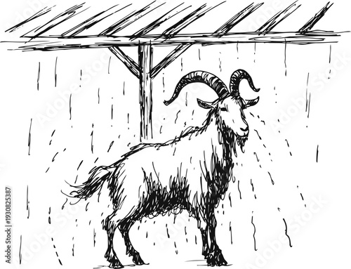goat standing under wooden shelter in heavy rain farm animal sketch drawing with rain drops falling