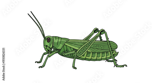 Detailed illustration of a vibrant green grasshopper with prominent antennae and powerful legs captured in a side profile against a clean white