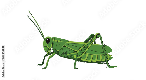 Vibrant green grasshopper illustration, a detailed depiction of an insect with long antennae and powerful legs, perfect for nature studies and