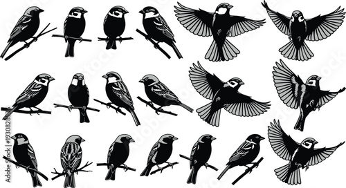 Sparrow bird vector illustration set, perched and flying silhouettes with feather details representing wildlife, nature, and ornithology themes - flat vector illustration