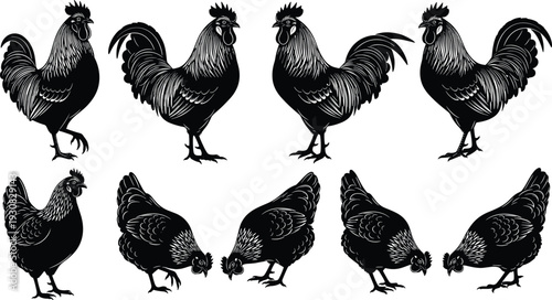 Chicken and rooster silhouette vector illustration, farm birds with distinct feather patterns representing agriculture, poultry, and nature themes - flat vector illustration
