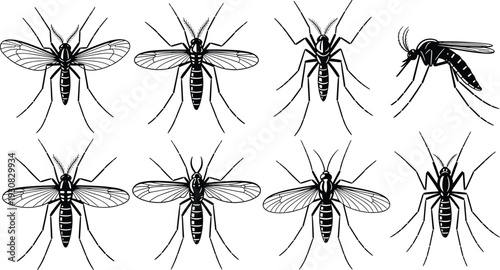 Mosquito silhouette vector illustration, detailed insect anatomy with wings, legs, and striped body representing entomology and nature themes - flat vector illustration