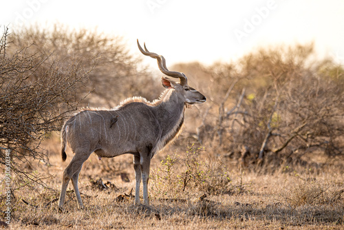 Fotografía Kudu  im Kruger Nationalpark