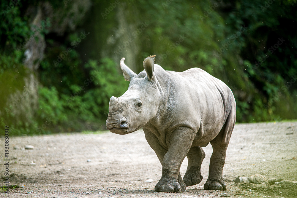 Fototapeta premium Nashorn