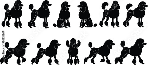 Poodle dog silhouettes collection, pet dogs in multiple standing and sitting poses, groomed poodle breed icons, animal design set, black vector illustration