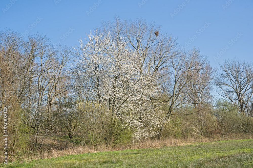 Fototapeta premium green meadow with bare trees and hawthorn bush with white blossoms on a sunny day with clear blue sky in Bourgoyen nature resrve, Ghent, Flanders, Belgium 