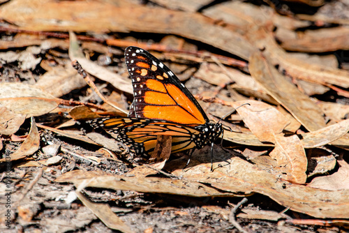 Monarch Butterfly Resting on Ground of Leaves in Fall Migration Season in Natural Bridges State Park Santa Cruz, CA
