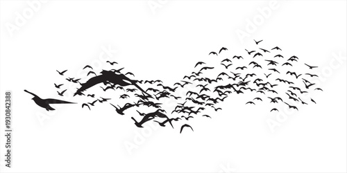 A flock of birds flying in a diagonal line isolated on white background, Vector