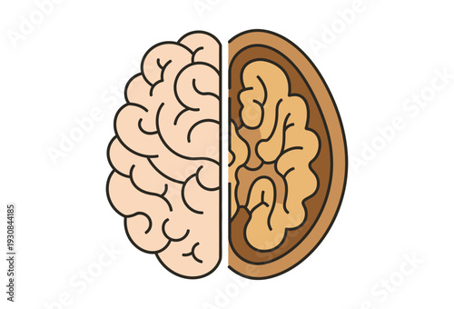Conceptual vector graphic illustration showing a human brain hemisphere alongside a walnut half symbolizing intelligence, nutrition, and cognitive health on transparent background