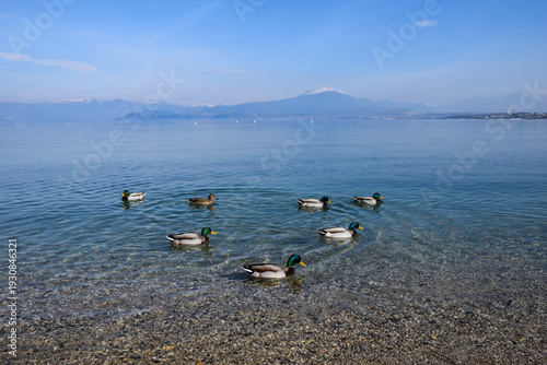 Ducks on the lake, Lago di Garda