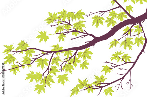 Green maple tree branch with brown limbs leaves