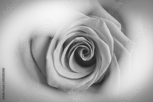 Fibonacci essence in nature; photography for Valentine's Day of a rose seen through a heart shape; black and white photography, heart, black and white